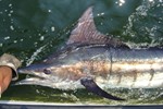 Marlin release