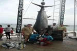 770 lb Black Marlin Rudy Neven