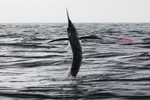 Marlin going airborne