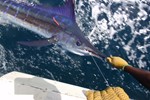 Beautiful striped marlin