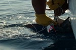 Sail and lure
