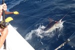 Kipapa; Darren's black marlin on 30 lb
