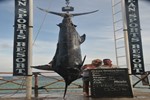 Tega 1st of April; Steve and Jeanette and a 630 lbs blue