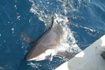 good size shark