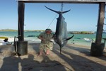 marlin Iwan