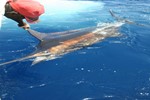 marlin 2 richard