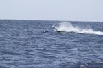 marlin 2