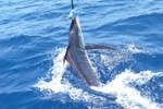 marlin striped