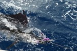 sailfish