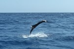 sail jump