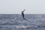 Toine marlin in the air