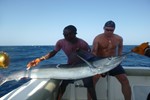 marlin ollie