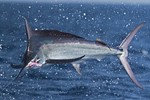 Toine's marlin airborne