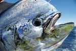 bull dorado