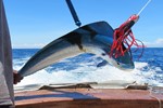 Blue Dolphin