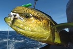 Dorado 3