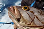 Grouper John