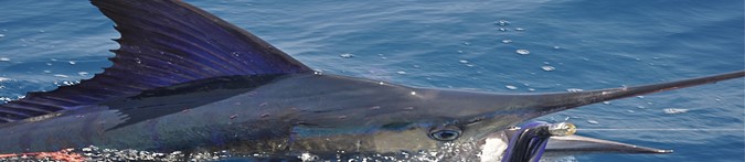 beuatiful marlin