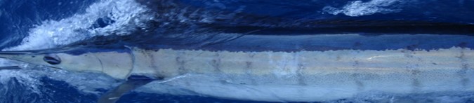 marlin 5
