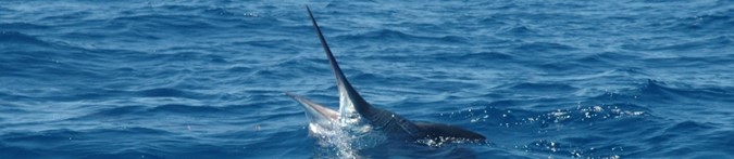 marlin 3