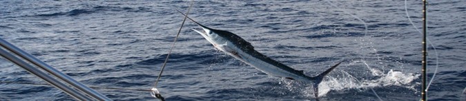 jumping marlin