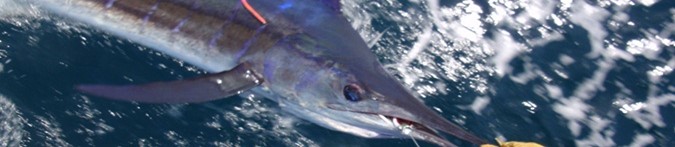 marlin