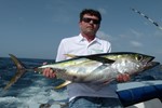 yellowfin theo