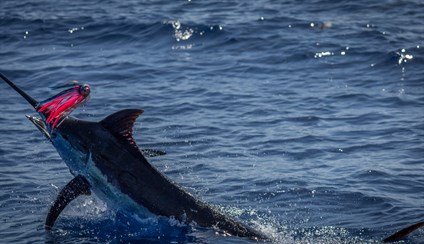 blue_marlin_150kg